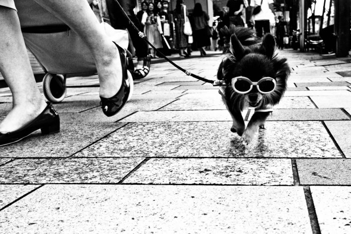 elliot erwitt like photo with little dog with sunglasses in Tokyo. Street Photography by Victor Borst