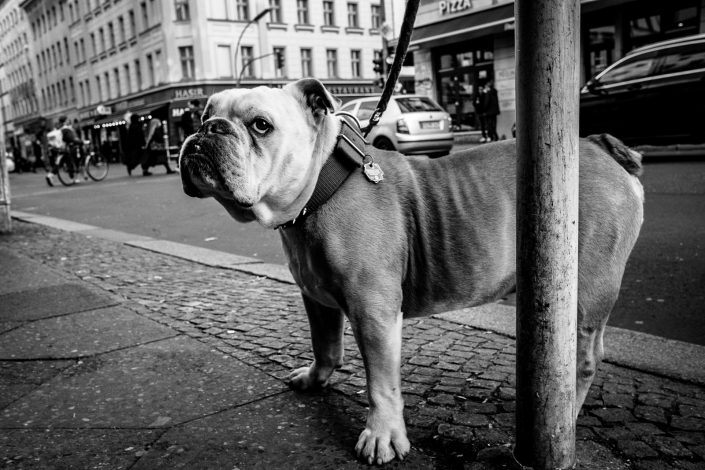 Badass looking Bulldog in Kreuzberg, Berlin. Street Photography by Victor Borst