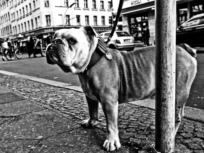 A mean looking dog in Kreuzburg, Berlin. Street photography by Victor Borst.