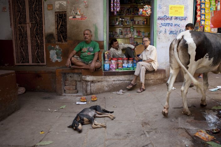 Colorful India, a street scene, with a cow, dog, shop in Varanasi